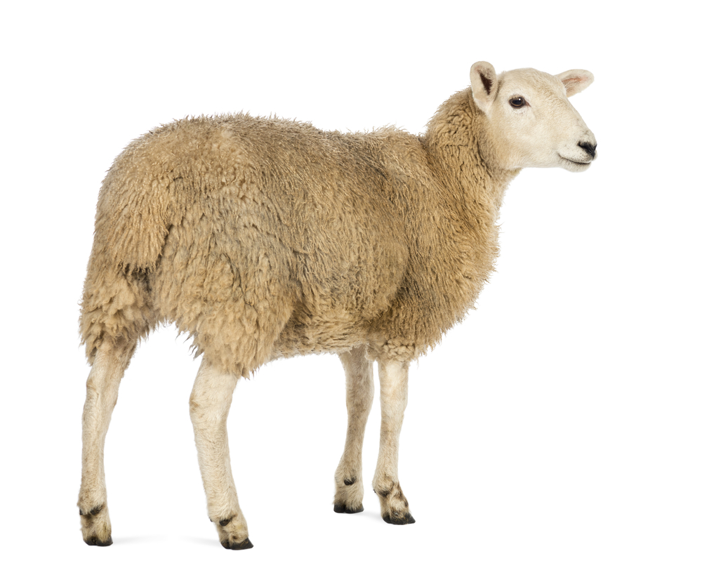 Schapen leiden de kudde: metabolisme en biomarkers bij HD