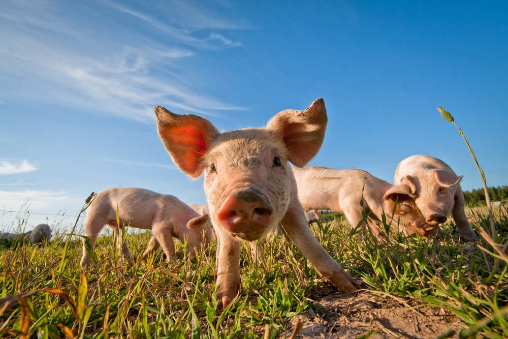 Eerst Dolly, nu Piglet; een nieuw knock-in varkensmodel voor de ziekte van Huntington bevestigd