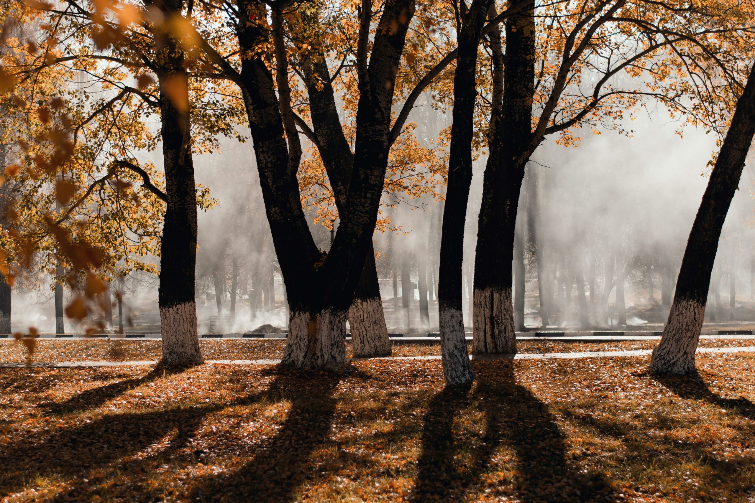 November 2025: Deze maand in Huntington-onderzoek
