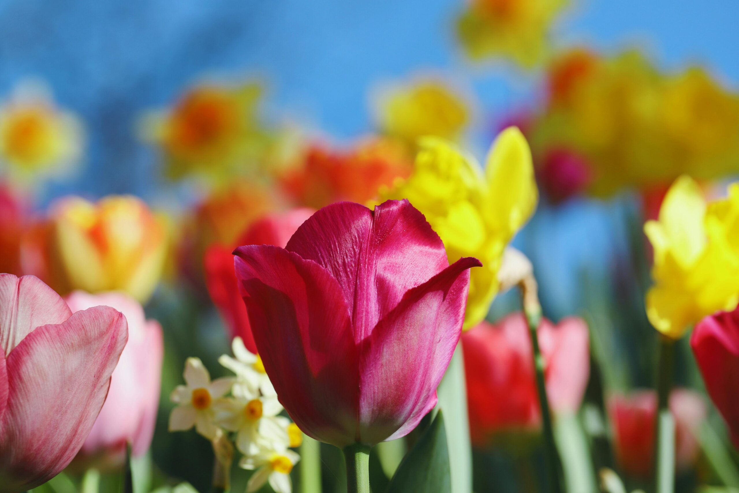 roze tulp en krokus tegen een blauwe lucht